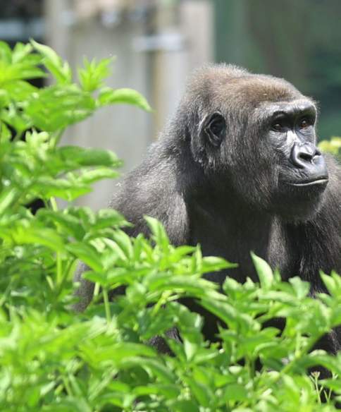 Gorilla in African Forest at Bristol Zoo Project - credit Verity McGuire