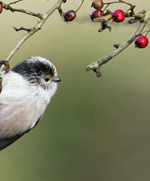 Birdwatching in Bristol: Avon Gorge