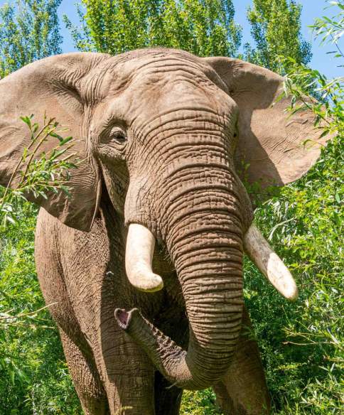 Shaka the African Bull Elephant at Noah's Ark Zoo Farm - Credit Noah's Ark Zoo Farm