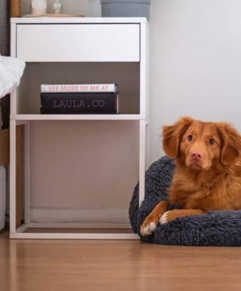 Bristol's best dog-friendly hotels