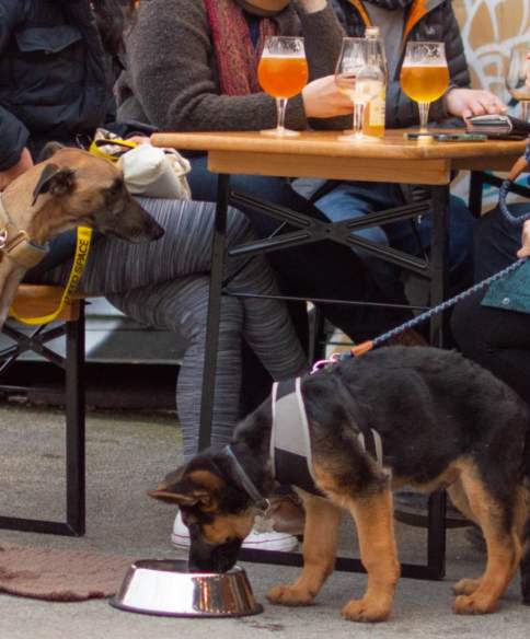 Dogs sat next to table at the Wiper & True Taproom in East Bristol