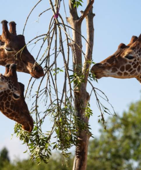 Giraffes at Bristol Zoo Project - credit Bristol Zoo Project