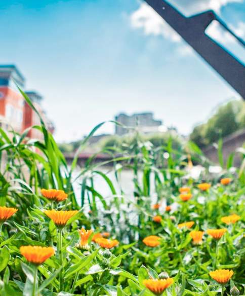 One of the floating seed gardens at Finzels Reach in central Bristol - credit Bristol City Council