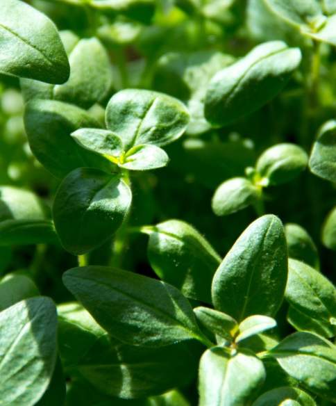 Stock Image Sustainability Green Shoots