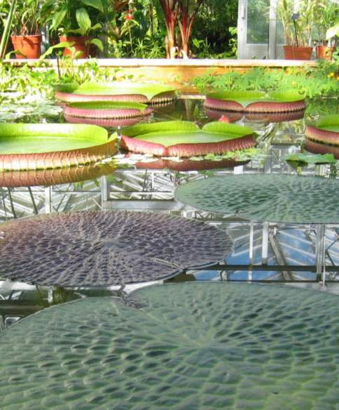 The story of the University of Bristol Botanic Garden