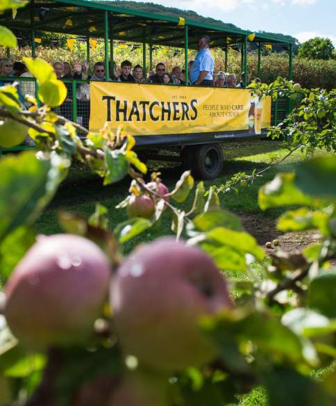 The story of Thatchers Cider