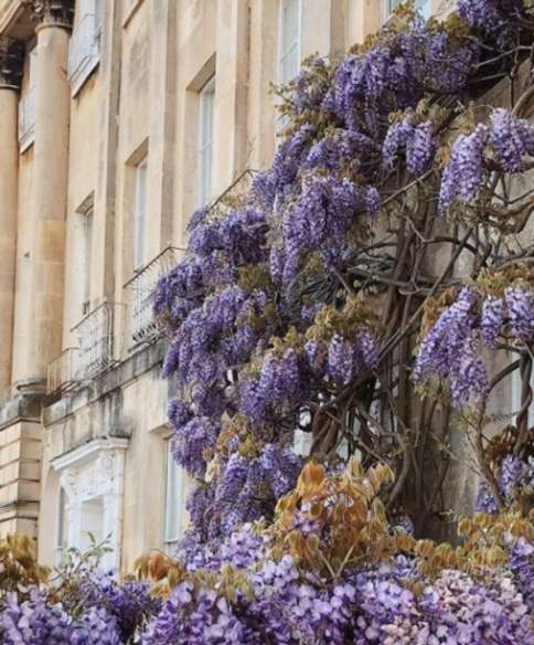 Camden Crescent - Wisteria