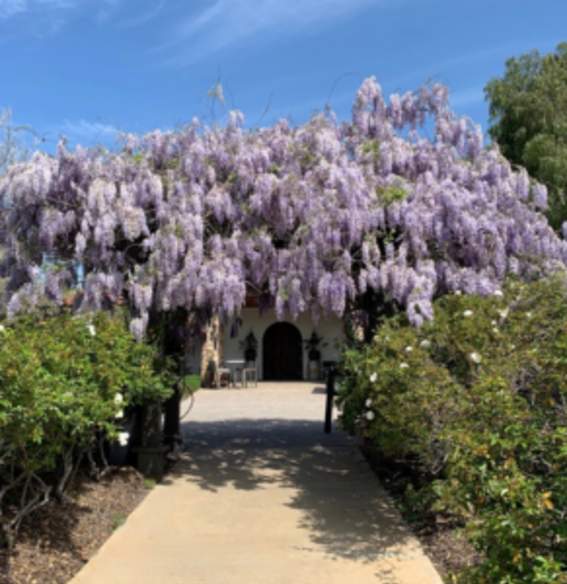 Wisteria archway
