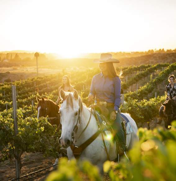 A woman rides a horse through the vineyards at sunset