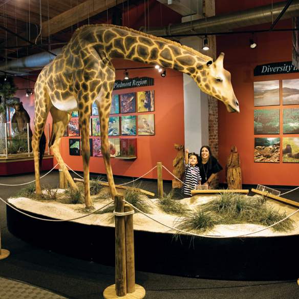 Imperial Center giraffe