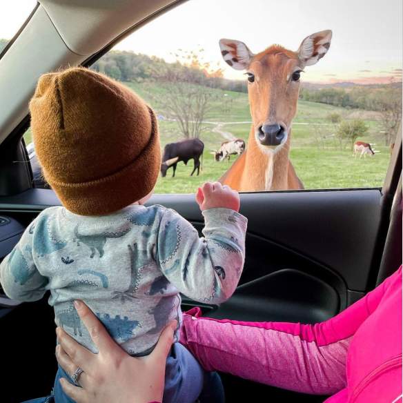 Wilstem Wild Life Safari