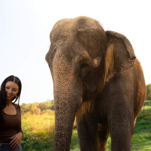 Wilstem Wildlife Park - elephant selfie