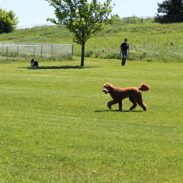 Dog Park