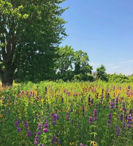 Dr. Nehl's Memorial Preserve