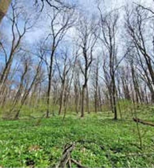 Duff Woods Preserve