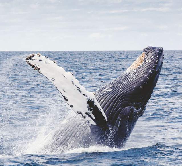 Earth Day in Dana Point