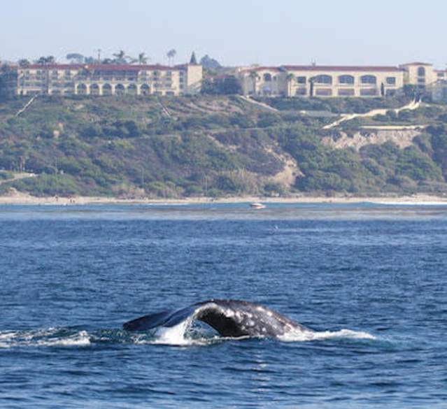 "Family Getaway to Dana Point"