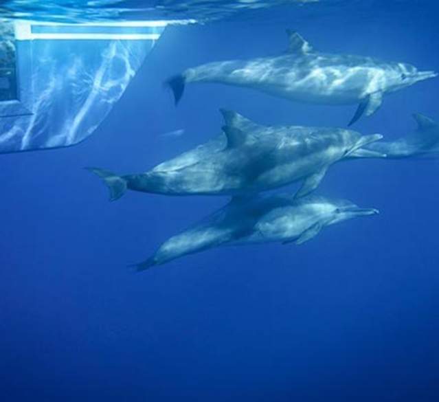 Capt. Dave's Dolphin & Whale Watching Safari