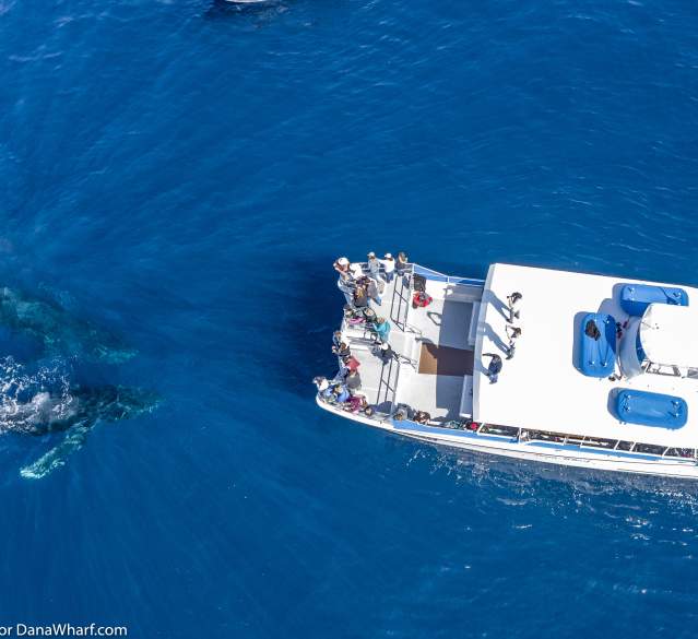 Dana Wharf Sportfishing and Whale Watching