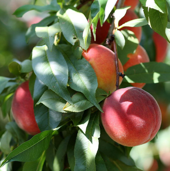 Peach Festival