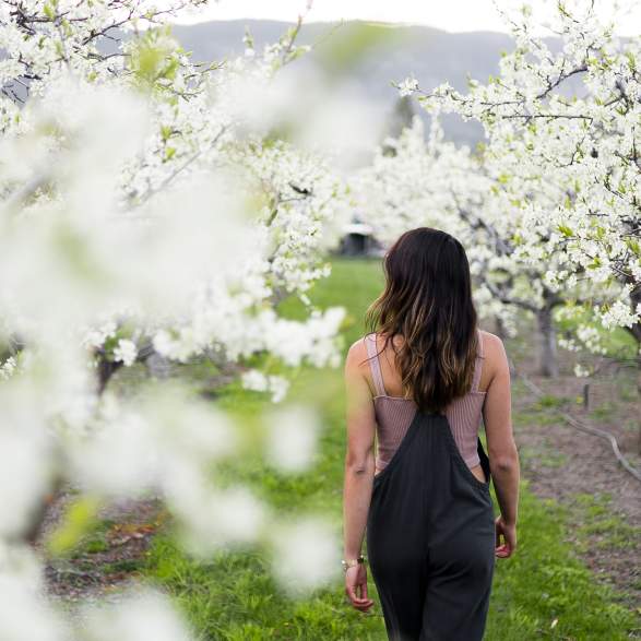 Blooming Orchard at Paynter's Fruit Market (2)