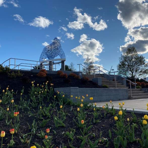 Stuart Park Bear with Tulips