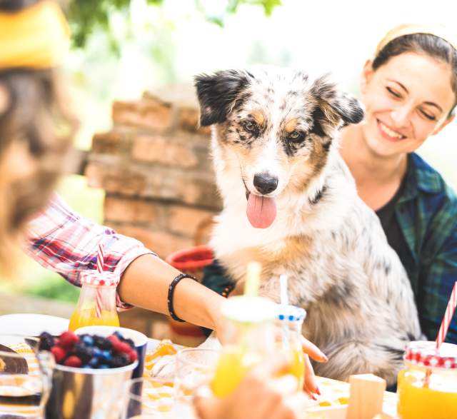 Dog-Friendly Restaurants with Gardens and Views