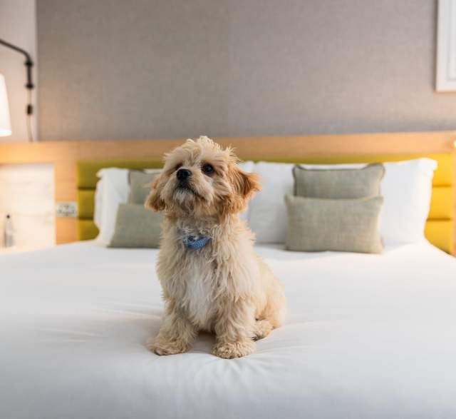 Where to Stay: Pet-Friendly Hotels on the San Francisco Peninsula