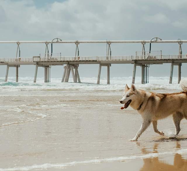 Dog-Friendly Parks on The San Francisco Peninsula