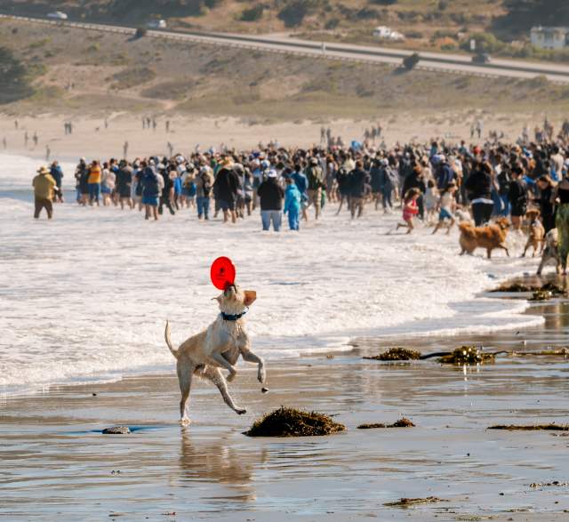 A Dog-Friendly Highway 1 Road Trip on the San Francisco Peninsula