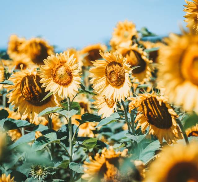 Sunflowers - Von Berg