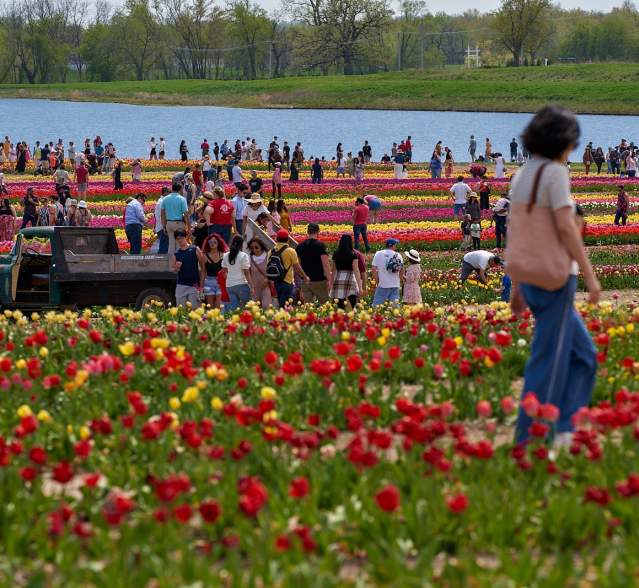 2025 Tulip Fest
