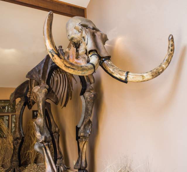 Museum of Native American History