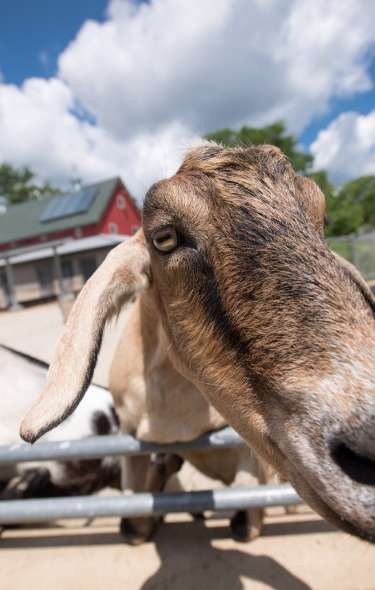 Goats Henry Vilas Zoo