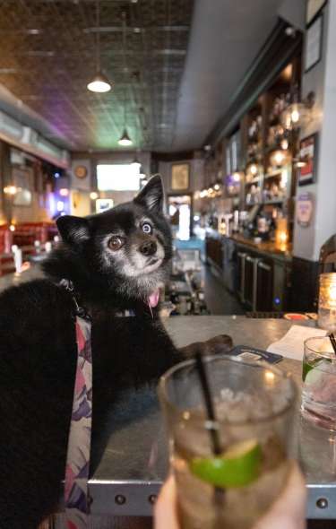 A black dog with a harness sits on a bar counter, looking at the camera. Drinks and a menu are visible in the foreground, with a lively bar scene behind.