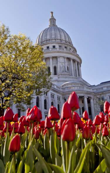 A close up photo of red tulips on Capitol Square with the Capitol building in the background