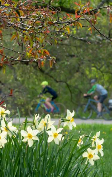 Daffodils bloom underneath a tree in the park. Three people are riding bicycles in the background.