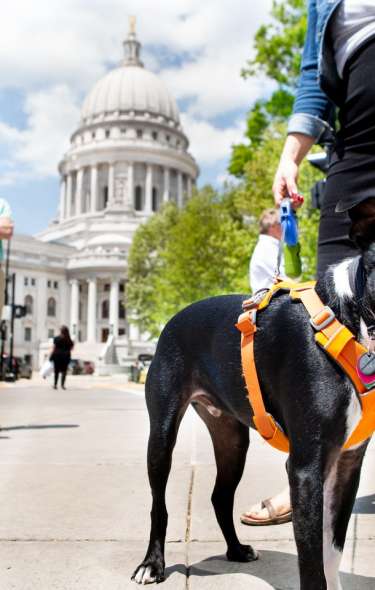 Dog in front of the State Capitol