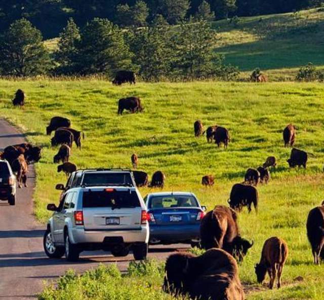 Buffalo-at-Custer-State-Park