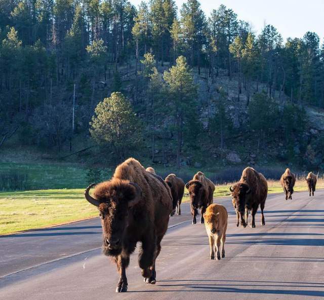 Bison herd walking on the road in Custer State Park in South Dakota