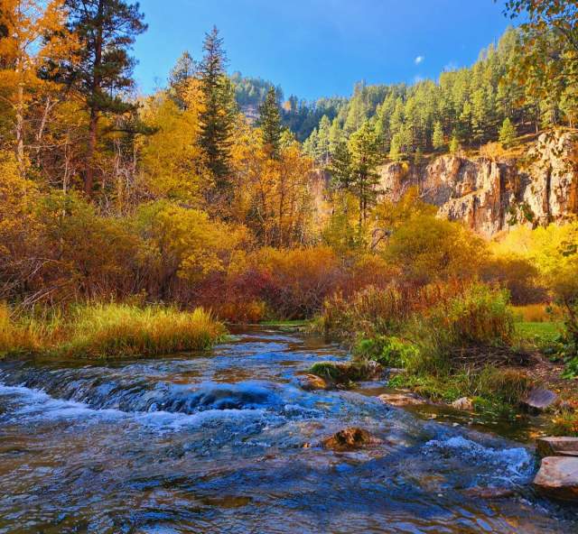 A serene autumn scene with a clear river flowing through a forest of trees in vibrant fall colors. Tall evergreens rise against a bright blue sky.