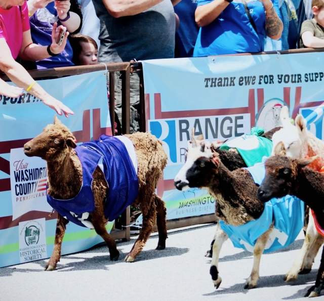 Running of the Wools