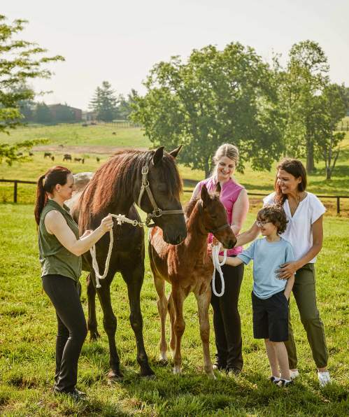 Family and horses