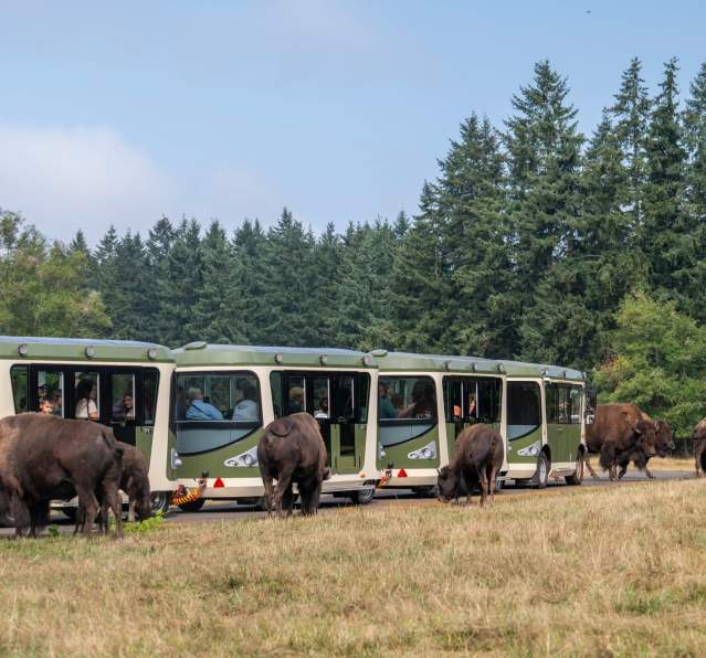 See Bears, Bison, and Giant Trolls at Northwest Trek This Fall