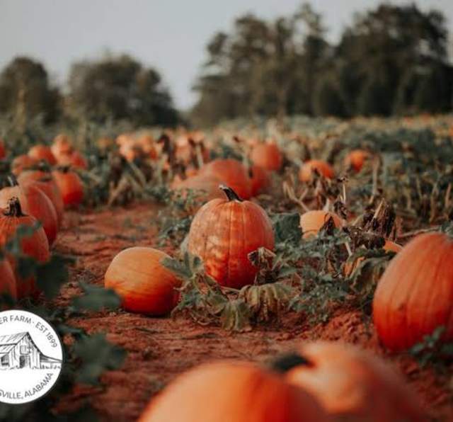 Old Baker Farm Pumpkin Patch