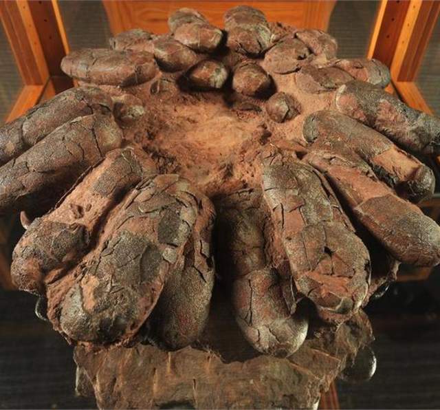 Zuhl Museum: Home of the Zuhl Collection | Las Cruces, NM 88003