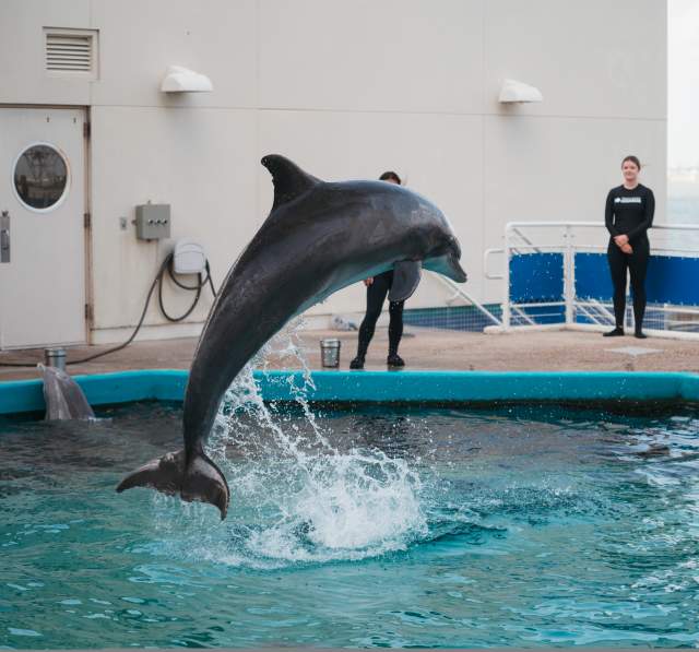 Texas State Aquarium Dolphin