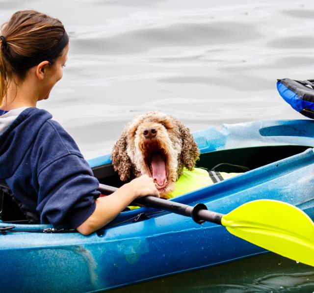 Dog Kayak River