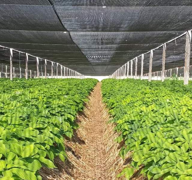 indoor farm