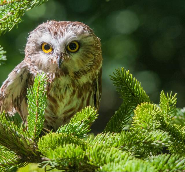 Northern Saw-Whet Owl
